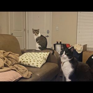 Meet your Posher, Huiyan